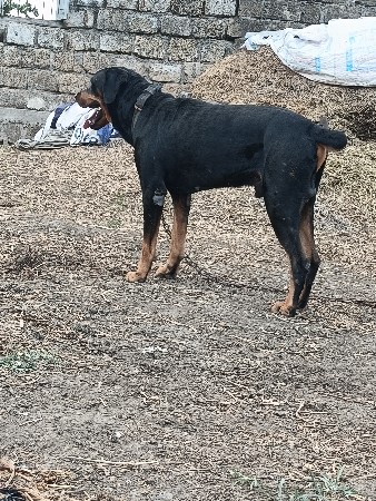 rottweiler ves vano se