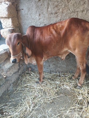 थंबनेल 2