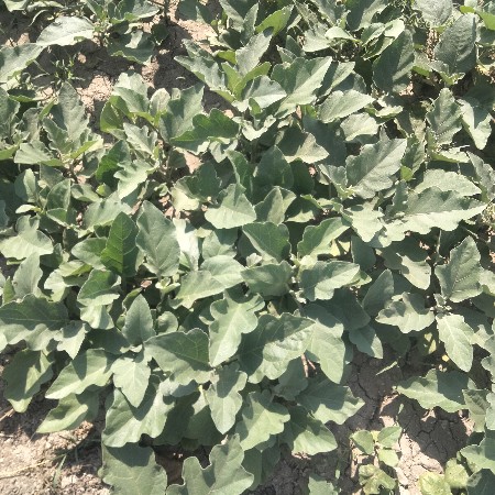 थंबनेल 3