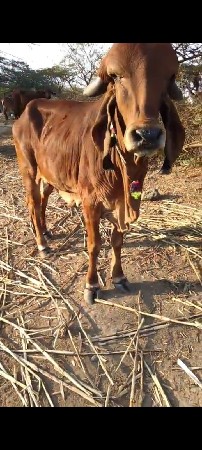 gay વેચવાની સે