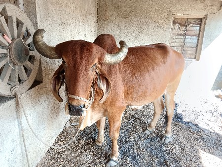 थंबनेल 3