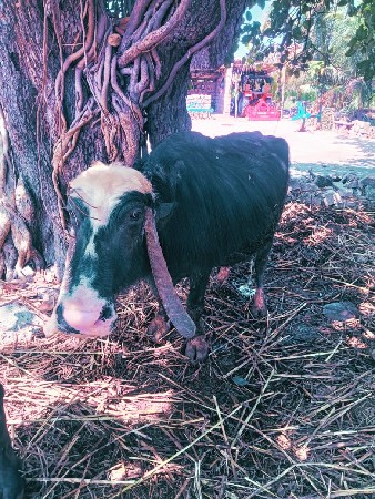 ભેસ વેચવાની છે