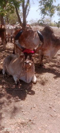 थंबनेल 2