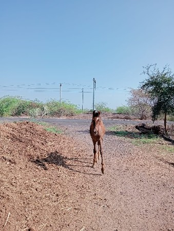 થંબનેલ 2