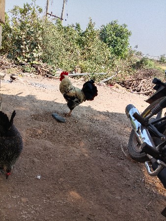 કૃકડાછૅ