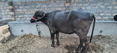 થંબનેલ 3