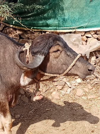 थंबनेल 3