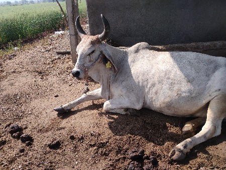 ગાય વેચવાની છે