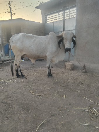 ગાય વેચવા ની