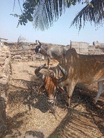 બળદ વેચવાના છે