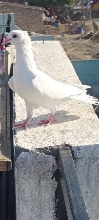 थंबनेल 2