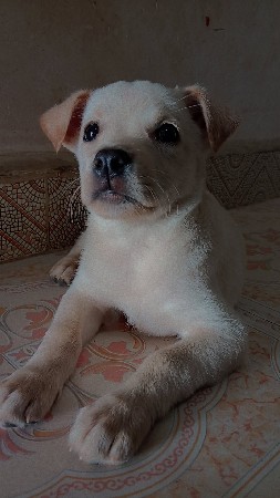 lebra dog vechvano che