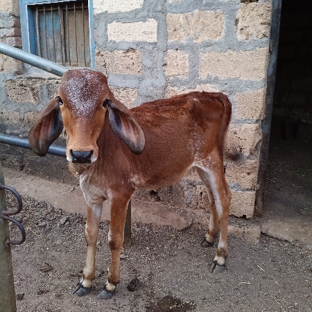 थंबनेल 3