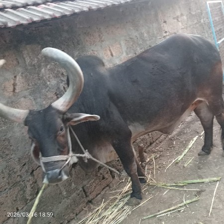 थंबनेल 3