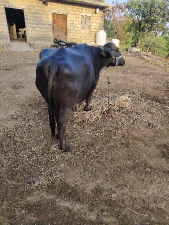 ભેંસ વેચવાની છે