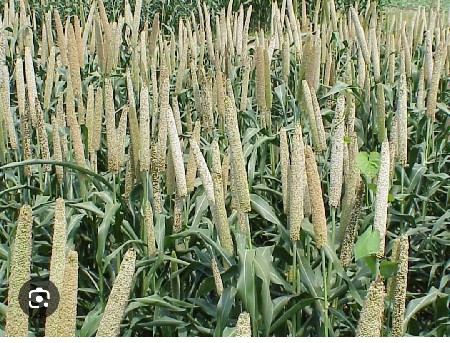 બાજરી નો ચારો વેસવાનો સે