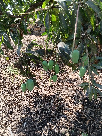 બગીચા ઈજારો