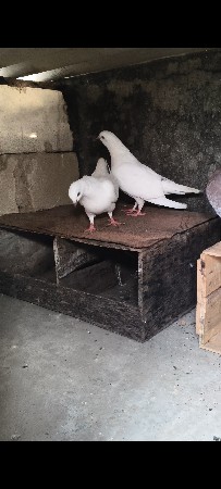 નર ના સાટા કરવા ના છે