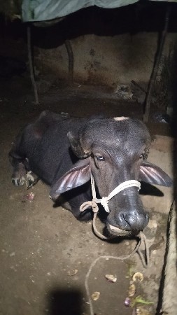 થંબનેલ 2