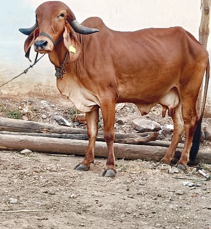 थंबनेल 5