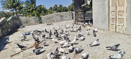 થંબનેલ 2