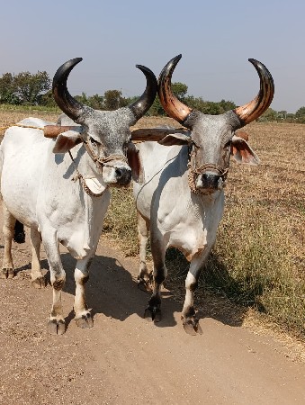 બળદ વેચવાના છે