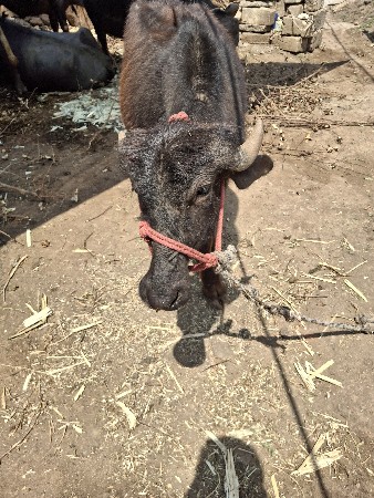 થંબનેલ 3