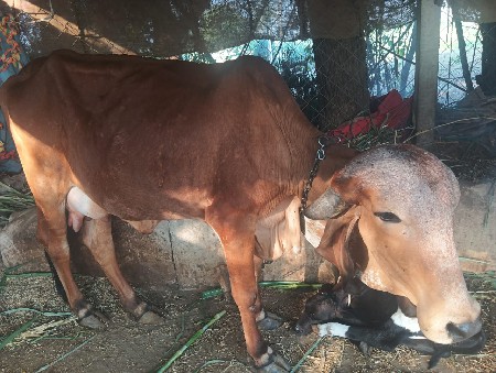 ગીર હોડકી