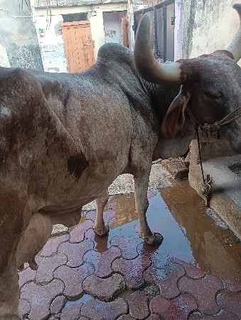 થંબનેલ 2