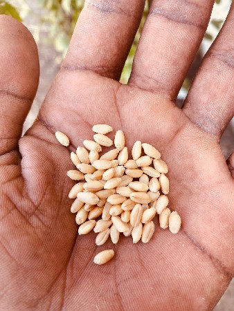 ઘવ 496 તુકડા વેચાવા ના છે