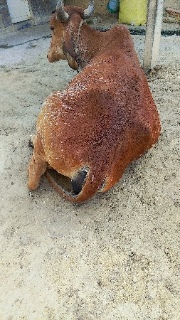 ગીર ગાય છે