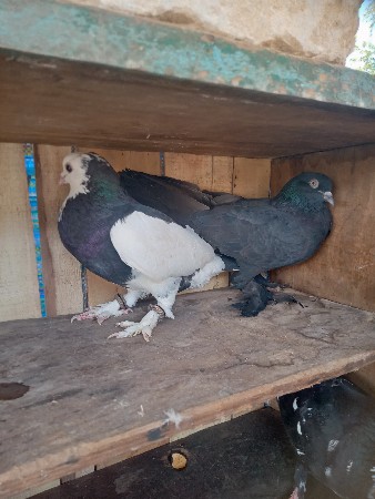 કબુતર ની જોડ વેશવાનીછે