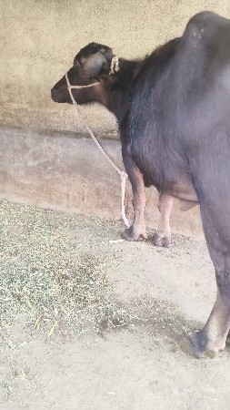 ભેંસ વેચવાની છે