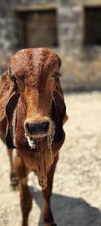 વાછડો વેચવાનો છે