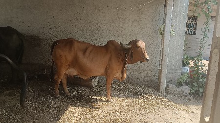 થંબનેલ 2