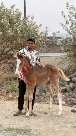 વછેરો.  3 મેના નો છે