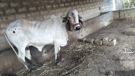 ગાય વેચવાની છે