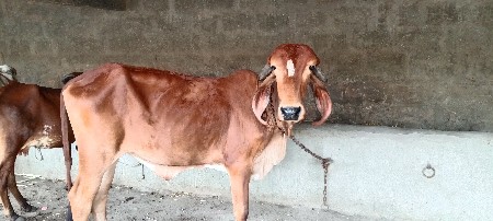 थंबनेल 3