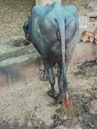 થંબનેલ 2