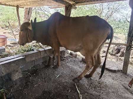 ગીર.તીજુ.વેતર.