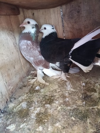 6353025004 a number upar call karo