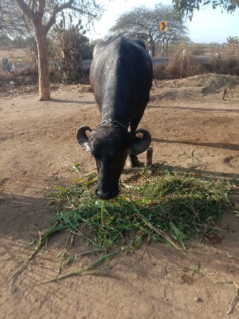 ભેંસ વેચવાની છે