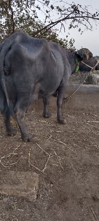 ભેંસ વેચવાની છે