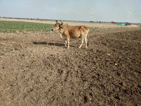 થંબનેલ 2