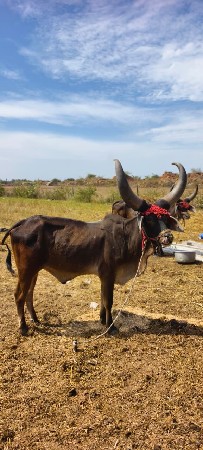 थंबनेल 3