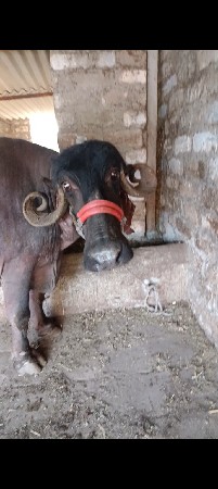 આ ભેંસ વેચવાની છે