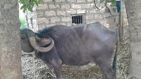 थंबनेल 2