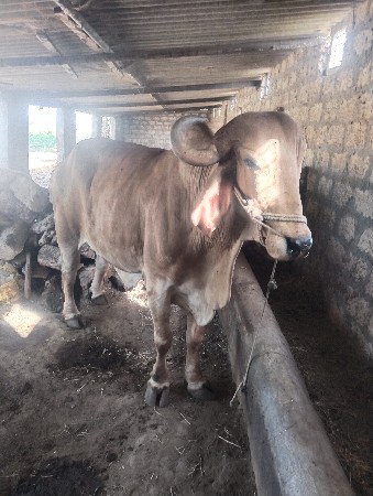 બળદ વેચવનો છે
