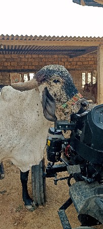 ગાય વેચવાની છે