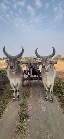 બળદ ની જોડ વેચવાની છે